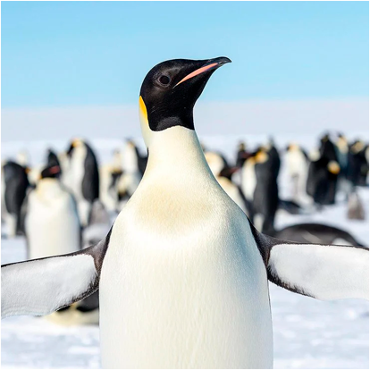 foto pingüino